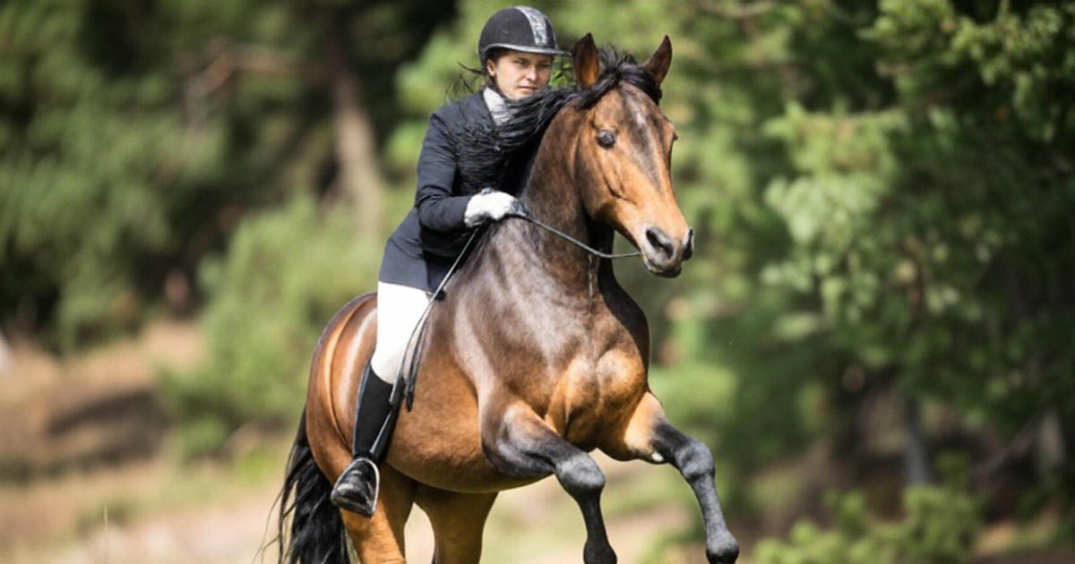 Why Cantered.com Is a Premium Equestrian Domain